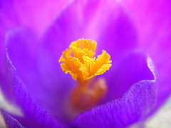 Purple Spring Flower by Noahq