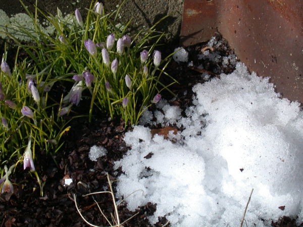 Rick's Crocuses-resized-600