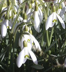 Snowdrops by lisihoff