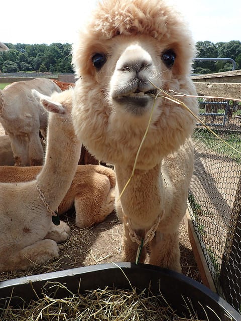 Island Alpaca Martha's Vineyard