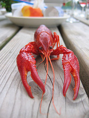 lobster-picnic