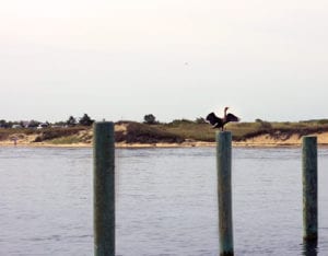 bird landing on a post along a back road on Martha's Vineyard 