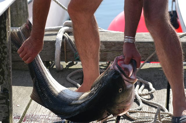 marthas vineyard fishing