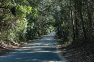 A trail inside the Manuel F. Correllus State Forest.